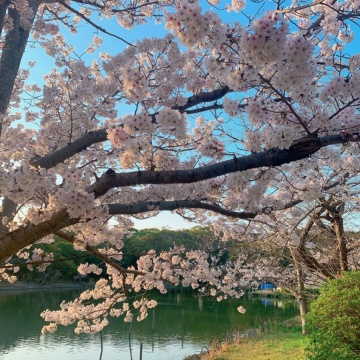 ■明石公園　～桜の開花情報～■