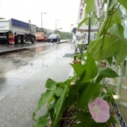 雨が続きますが・・・