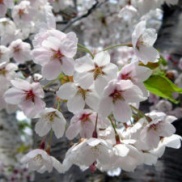 ソメイヨシノ☆