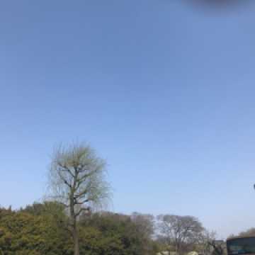 もうすぐ春(*´ω`)