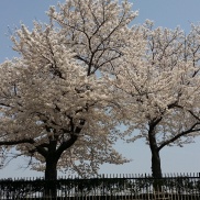 春♪桜満開🌸