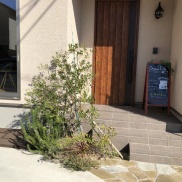 玄関前でオリーブの収穫