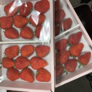 ☆イチゴを食べて頑張ります☆