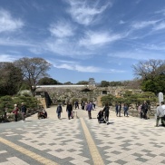 ★明石公園 桜を見て来ました★