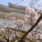 🌸お花見~桜~ﾑｸﾌﾛｰﾘﾝｸﾞ🌸