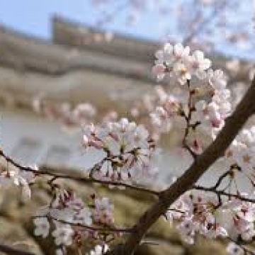 🌸お花見~桜~ムクフローリング🌸