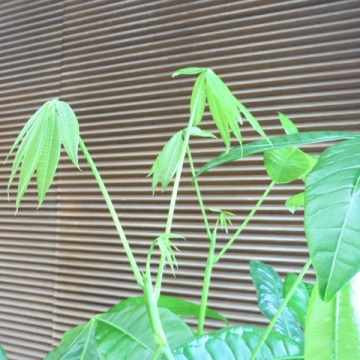 ■イクリアのパキラ■