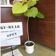 ■ウンベラータ■