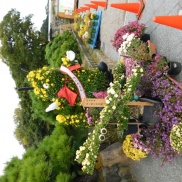 明石公園 イベント情報