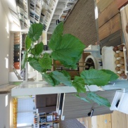 ■イクリア緑化計画~水差し~■