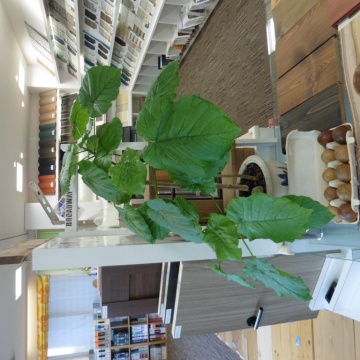 ■イクリア緑化計画~水差し~■