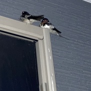 ツバメの寝床🐣