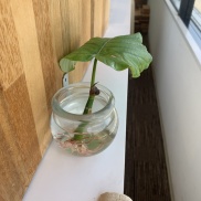 ■エバーフレッシュの開花■