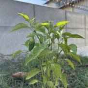 🥬農林漁業祭🐟