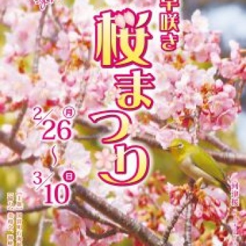 早咲き桜まつり開催されます🌸