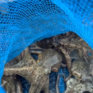 明石と言えば・・・