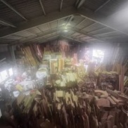 たくさんの木と。